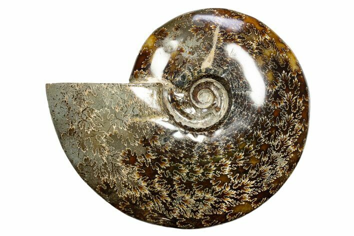 Polished Cretaceous Ammonite (Cleoniceras) Fossil - Madagascar #317879